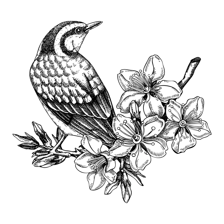 Nuthatch sitting on flowering almond branch sketch. Vector spring illustration isolated on white background. Hand drawn passerine bird on blooming fruit tree with nuts, leaves and flowers design 